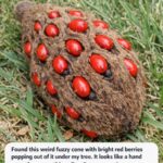 Dump cream style corn over chicken breasts, along with 2 ingredients, into slow cooker for a hearty meal that disappears faster than anything else