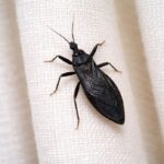 My sister begs for these gooey breakfast bombs every weekend. Only 3 ingredients and the smell wakes the whole house up.