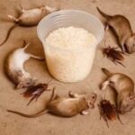 Pour this 1 creamy liquid over browned ground beef and uncooked pasta shells into a dutch oven for a one-pot dinner that keeps you full longer than expected