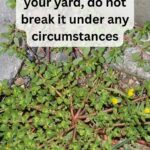 Does eating boiled eggs regularly benefit or harm the liver?