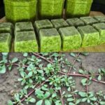 7 Scents Snakes Hate: Natural Ways to Help Keep Snakes Away from Your Home 🐍🌿