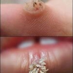 How Long to Boil Corn on the Cob So It’s Perfectly Cooked: A Gentle Guide