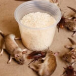 The Best Creamy Grilled Cheese Trick (Using Mayonnaise Instead of Butter)