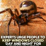 Best Traditional Dried Beef Recipe (Easy High-Protein Snack & Meal Prep Idea)