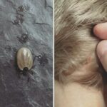 Easy Southern Brown Sugar Bacon Crackers (Sweet & Salty Party Appetizer)