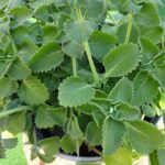 Thousands of Dollars in Damage Could Be Hiding Behind This Innocent-Looking Wall