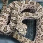 Why Dogs Sniff Certain Areas: The Surprising Science Behind This Natural Behavior