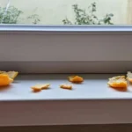 Why Dogs Sniff People’s Private Areas: The Real Reason Might Surprise You