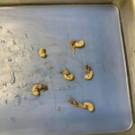 The Fortune I Didn’t Expect: My Elderly Husband’s Final Act of Revenge Against His Vultures