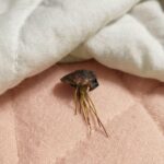 Full part: On my wedding night, I had to give my bed to! my mother-in-law because she was “dug”; the next morning I found something glued to the sheet that left me speechless.ad